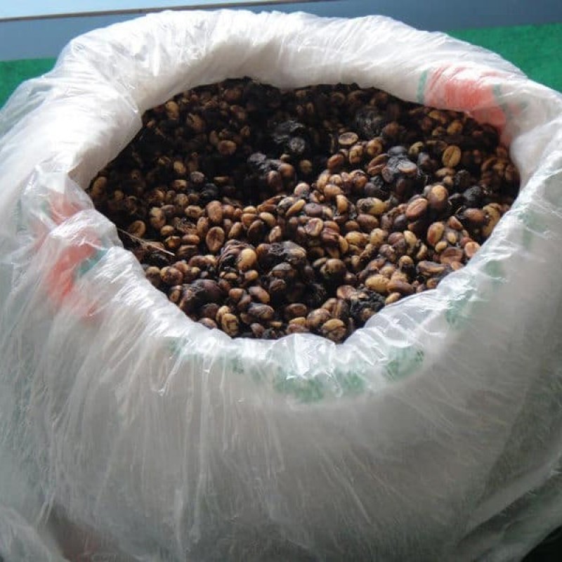 Authentic Wild Kopi Luwak Mbah Djono - Arabica Green Beans 450gr