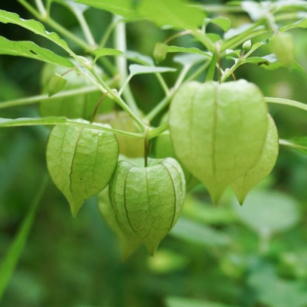 cimplukan tree herbal medicine